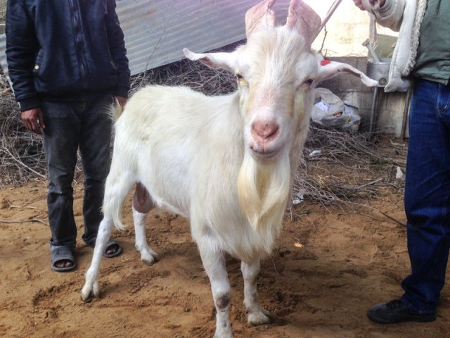 Hermaphrodite goat (NPR)